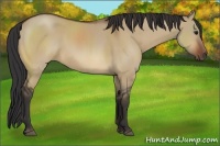 Horse Color:Bay Dun Sabino Rabicano 