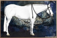 Horse Color:Silver Sable Champagne Dun Snowflake VarnishRabicano 
