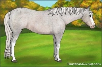 Horse Color:White Spotted Silver Brown Sabino Appaloosa 