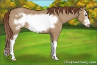 Horse Color:Red Dun Roan Sabino Splash Frame