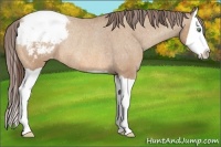 Horse Color:Amber Champagne Splash Appaloosa Rabicano 