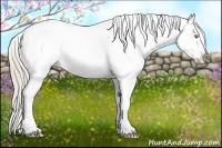 Horse Color:Palomino Dun Splash Appaloosa 
