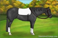 Horse Color:Smoky Black 