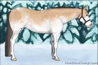 Horse Color:White Spotted Amber Champagne Tobiano