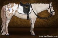 Horse Color:Red Dun Appaloosa 