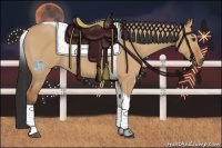 Horse Color:Bay Dun Tobiano