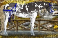 Horse Color:White Spotted Liver Chestnut