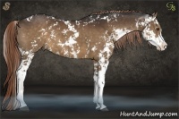 Horse Color:Liver Chestnut Sabino