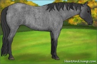 Horse Color:Blue Roan Rabicano 