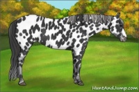 Horse Color:Black Appaloosa