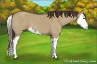 Horse Color:Liver Red Dun Splash 