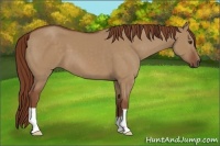 Horse Color:Red Dun 