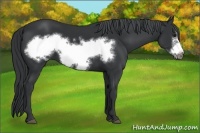Horse Color:Black Chinchilla Frame