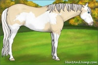 Horse Color:Silver Amber Champagne Dun Splash Frame 