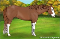Horse Color:Chestnut Splash 