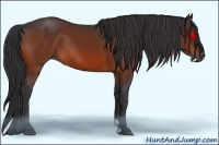 Horse Color:Bay Rabicano 