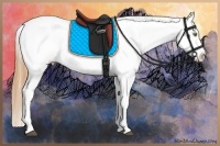 Horse Color:Buckskin Dun Sabino Appaloosa 