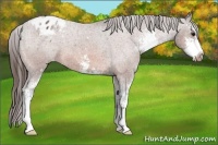 Horse Color:Bay Sabino Appaloosa
