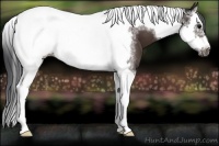 Horse Color:White Spotted Bay Splash Tobiano Frame 
