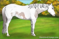 Horse Color:Bay Sabino Splash Tobiano Appaloosa