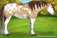 Horse Color:White Spotted Bay Dun Splash Appaloosa 