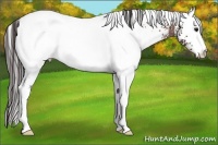 Horse Color:White Spotted Bay Appaloosa Rabicano 