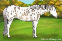 Horse Color:White Spotted Bay Dun Splash Appaloosa