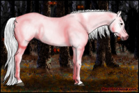 Horse Color:Gray Smoky Grullo Sabino