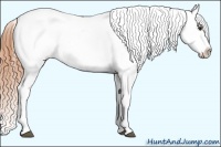 Horse Color:Buckskin Dun Sabino Splash Appaloosa
