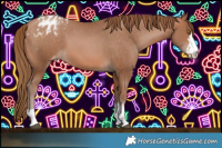 Horse Color:Brown Pearl Appaloosa Rabicano 