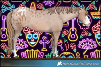 Horse Color:Brown Pearl Appaloosa Rabicano