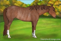 Horse Color:Chestnut Rabicano 