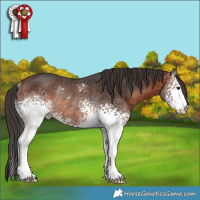Horse Color:White Spotted Brown Rabicano 