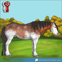 Horse Color:White Spotted Brown Rabicano 