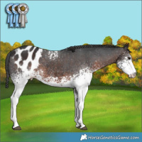 Horse Color:White Spotted Brown Appaloosa 