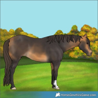 Horse Color:Buckskin 