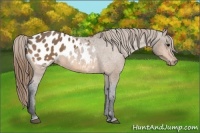 Horse Color:Buckskin Appaloosa