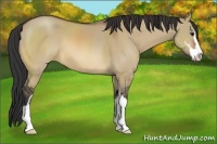Horse Color:Bay Dun Sabino 