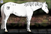 Horse Color:Brown Appaloosa 