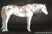 Horse Color:Liver Chestnut Sabino Splash 