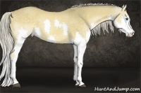 Horse Color:Chocolate Palomino Splash