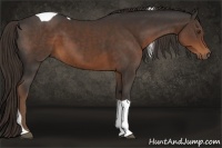 Horse Color:Liver Chestnut Tobiano 