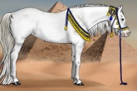 Horse Color:Liver Red Dun Sabino