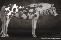 Horse Color:Liver Chestnut Appaloosa 