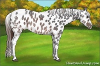 Horse Color:Brown Ice Appaloosa Rabicano 
