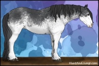 Horse Color:White Spotted Blue Roan 