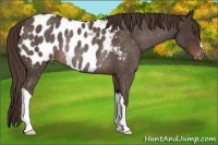Horse Color:Liver Red Roan Near Leopard Rabicano 