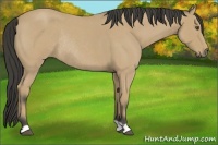 Horse Color:Buckskin Roan Rabicano 
