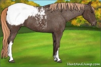 Horse Color:Liver Chestnut Appaloosa 