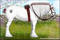 Horse Color:Liver Chestnut Tobiano Appaloosa